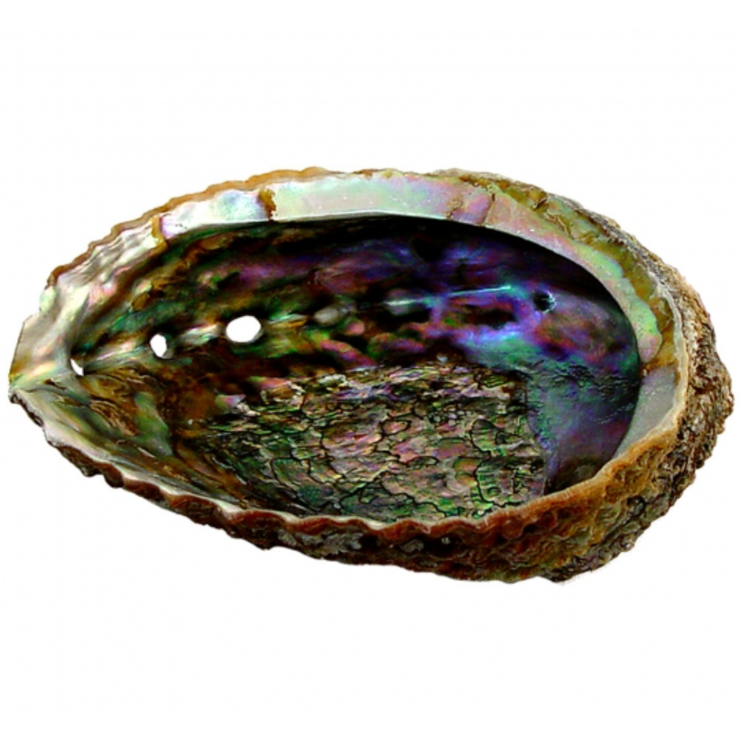 Natural Abalone Shell
