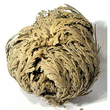 Jericho Flower, Whole (Selaginella lepidophylla)