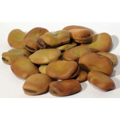 Mojo Beans (Vicia faba)