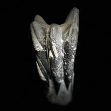 Othoceras Standing Freeform Fossil Specimen