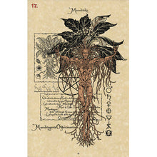 The Magical Botanical Oracle Deck